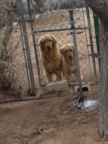 Dioji (left) will be adopted with Bella.