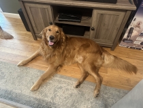 Mose  76.6 lbs