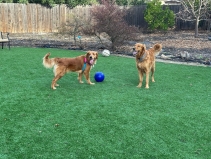 Scout playing with neighbor dog