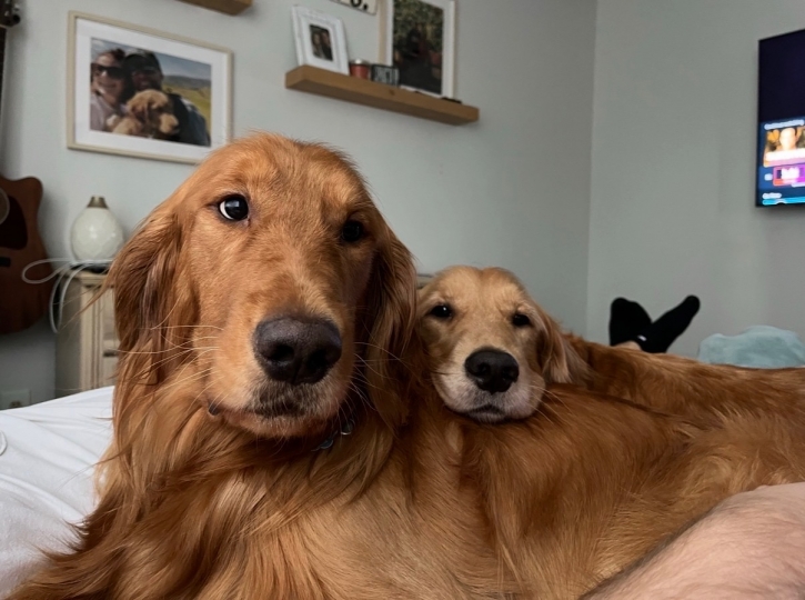 Mose with his his bonded mother is the large Red pup