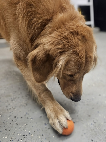 Ball Obsessed!