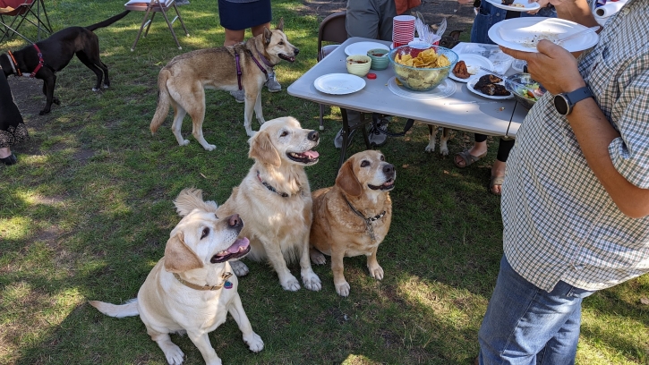 My friends are a Lab and a Golden