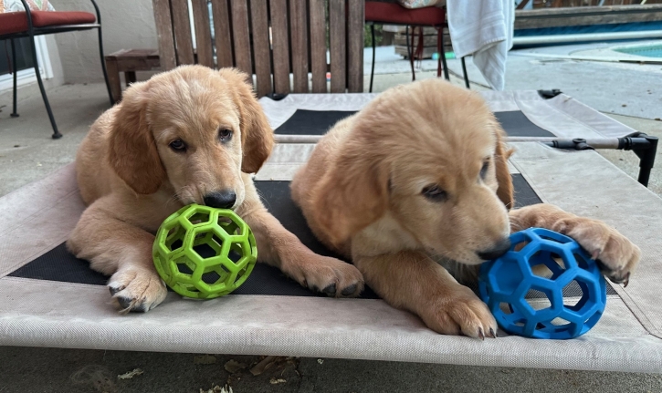 Rocky and Patrick with balls