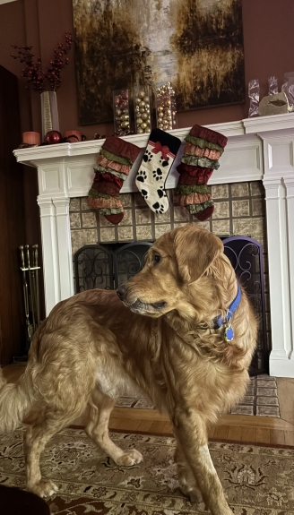 Doggie stocking for the good boy