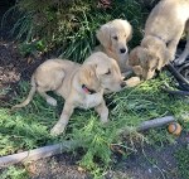 Rainbow puppy on left