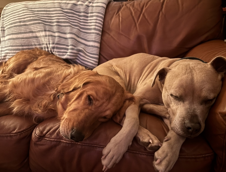 George and Koda watching tv