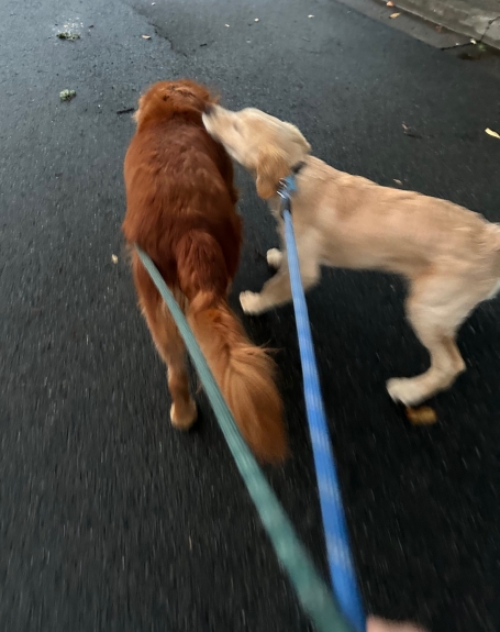 Are we walking or playing?