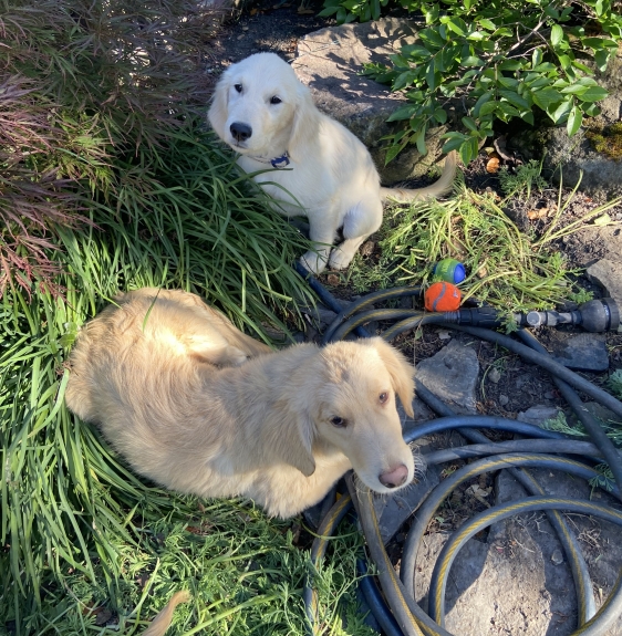 top right puppy