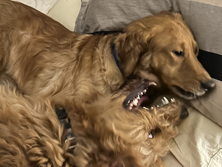 George and Buck wrestlemania