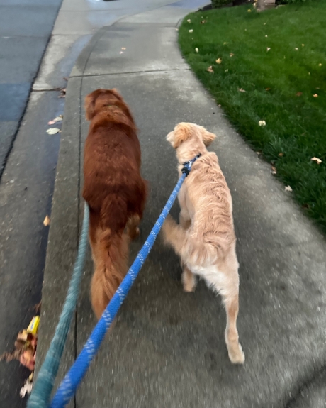 Good boy walking with Remy