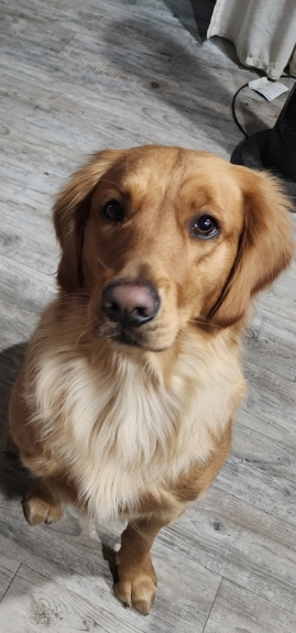 Before puppies in April